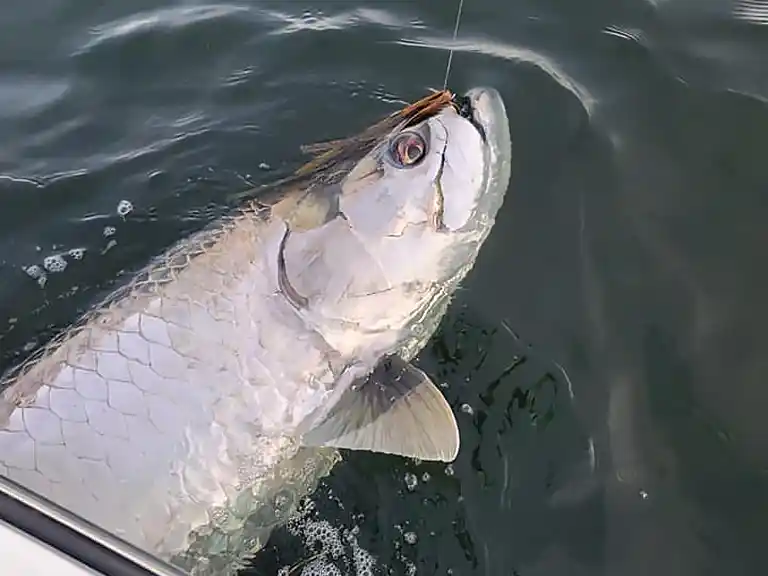 King Mackerel - Nearshore Charter Fishing Trips