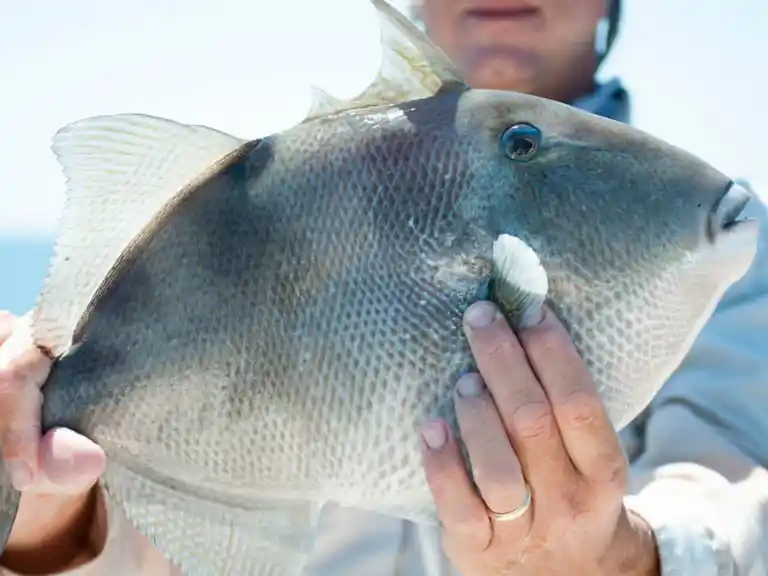 Triggerfish - Nearshore Charter Fishing Trips