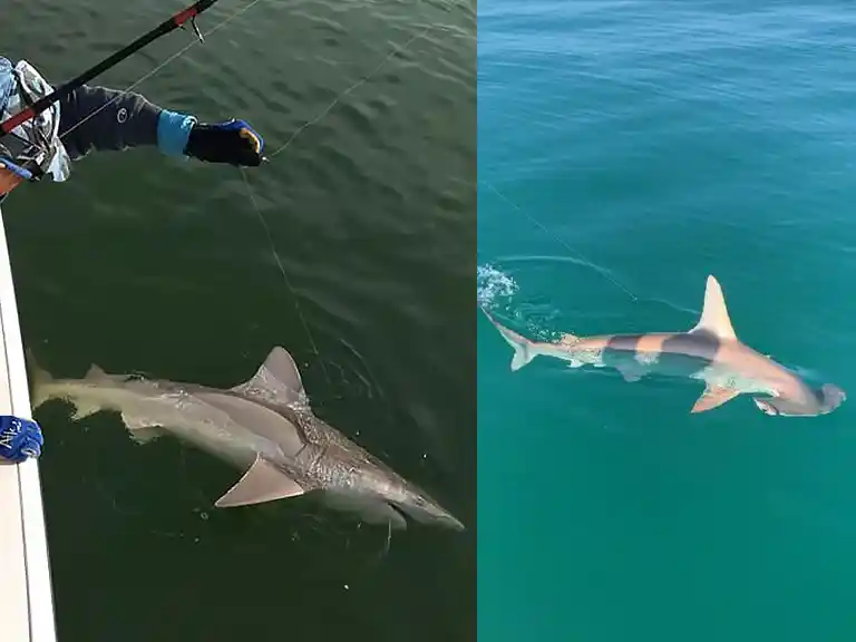 Sharks - Nearshore Charter Fishing Trips